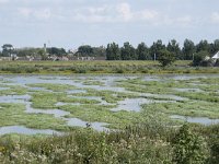 NL, Zuid-Holland, Hendrik-Ido-Ambacht, Sophiapolder 8, Saxifraga-Willem van Kruijsbergen