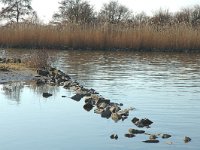 NL, Zuid-Holland, Korendijk, Tiengemeten, Blanken Slikken 6, Saxifraga-Jan van der Straaten