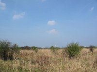 NL, Zuid-Holland, Oostvoorne, Groene Strand 4, Saxifraga-Bart Vastenhouw