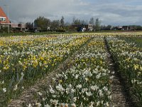 NL, Zuid-Holland, Teylingen, Voorhout 1, Saxifraga-Willem van Kruijsbergen