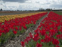 NL, Zuid-Holland, Teylingen, Voorhout 12, Saxifraga-Willem van Kruijsbergen