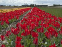 NL, Zuid-Holland, Teylingen, Voorhout 13, Saxifraga-Willem van Kruijsbergen