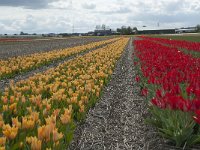 NL, Zuid-Holland, Teylingen, Voorhout 14, Saxifraga-Willem van Kruijsbergen