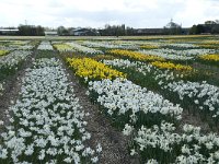 NL, Zuid-Holland, Teylingen, Voorhout 21, Saxifraga-Willem van Kruijsbergen