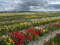 NL, Zuid-Holland, Teylingen, Voorhout 26 Saxifraga-Willem van Kruijsbergen