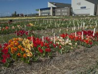 NL, Zuid-Holland, Teylingen, Voorhout 7, Saxifraga-Willem van Kruijsbergen