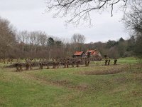 NL, Zuid-Holland, Voorne aan Zee, Duinen van OostVoorne aan Zee 3, Saxifraga-Tom Heijnen