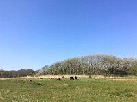 NL, Zuid-Holland, Wassenaar, Lentevreugd 1, Saxifraga-Bart Vastenhouw.