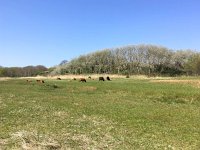 NL, Zuid-Holland, Wassenaar, Lentevreugd 3, Saxifraga-Bart Vastenhouw