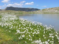 F, Alpes-de-Haute-Provence, Allos, Col de la Petite Cayolle 4, Saxifraga-Tom Heijnen