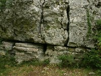 F, Ardeche, Les Vans, Bois de Paiolive 3, Saxifraga-Dirk Hilbers