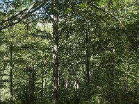 F, Ariege, Couflens, Bois de la Baume 1, Saxifraga-Willem van Kruijsbergen