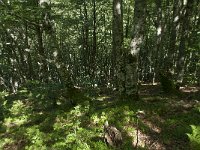 F, Ariege, Couflens, Bois de la Baume 3, Saxifraga-Willem van Kruijsbergen