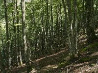 F, Ariege, Couflens, Bois de la Baume 5, Saxifraga-Willem van Kruijsbergen