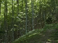 F, Ariege, Couflens, Bois de la Baume 7, Saxifraga-Willem van Kruijsbergen