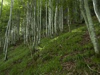 F, Ariege, Couflens, Cirque d Anglade 2, Saxifraga-Willem van Kruijsbergen