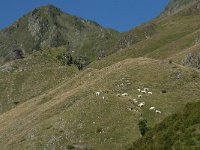 F, Ariege, Couflens, Port de Salau 8, Saxifraga-Willem van Kruijsbergen