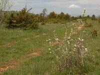 F, Aveyron, Lapanouse-de-Cernon 18, Saxifraga-Annemiek Bouwman