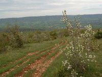 F, Aveyron, Lapanouse-de-Cernon 19, Saxifraga-Annemiek Bouwman