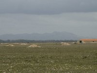 F, Bouches-du-Rhone, Saint-Martin-de-Crau, Peau de Meau 64, Saxifraga-Willem van Kruijsbergen