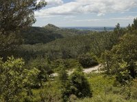 F, Bouches-du-Rhone, Saint-Remy-de-Provence, Caume 7, Saxifraga-Marijke Verhagen