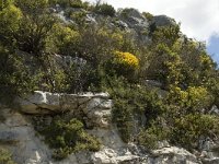 F, Bouches-du-Rhone, Saint-Remy-de-Provence, Caume 9, Saxifraga-Marijke Verhagen