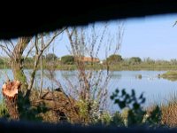 F, Bouches-du-Rhône, Saintes-Maries-de-la-Mer, Pont de Gau 3, Saxifraga-Tom Heijnen