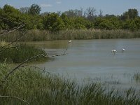 F, Bouches-du-Rhone, Saintes Maries de la Mer, Etang de Vaccares 13, Saxifraga-Marijke Verhagen