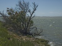 F, Bouches-du-Rhone, Saintes Maries de la Mer, Etang de Vaccares 15, Saxifraga-Marijke Verhagen