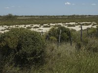 F, Bouches-du-Rhone, Saintes Maries de la Mer, Etang de Vaccares 21, Saxifraga-Marijke Verhagen