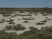 F, Bouches-du-Rhone, Saintes Maries de la Mer, Etang de Vaccares 22, Saxifraga-Marijke Verhagen