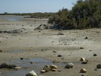 F, Bouches-du-Rhone, Saintes Maries de la Mer, Etang de Vaccares 7, Saxifraga-Marijke Verhagen