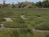 F, Bouches-du-Rhone, Saintes Maries de la Mer, Etang de Vaccares 8, Saxifraga-Marijke Verhagen