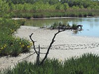 F, Bouches-du-Rhone, Saintes Maries de la Mer, La Capelliere 1, Saxifraga-Jan van der Straaten