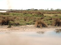 F, Bouches-du-Rhone, Saintes Maries de la Mer, Marais de Gines 3, Saxifraga-Jan van der Straaten