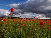 F, Charente-Maritime, Dampierre-sur-Boutonne 4, Saxifraga-Hans Dekker