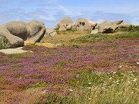 F, Cotes d'Armor, Perros-Guirec, Perros Guirec 3, Saxifraga-Theo Verstrael