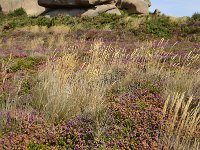 F, Cotes d'Armor, Perros-Guirec, Perros Guirec 4, Saxifraga-Theo Verstrael