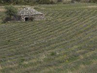 F, Drome, Ferrassieres 5, Saxifraga-Willem van Kruijsbergen