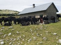 F, Drome, Treschenu-Creyers, Abri de l' Essaure 10, Saxifraga-Willem van Kruijsbergen