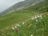 F, Drome, Treschenu-Creyers, Col de Menee 11, Saxifraga-Willem van Kruijsbergen