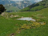 F, Drome, Treschenu-Creyers, Col de Menee 14, Saxifraga-Willem van Kruijsbergen