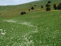 F, Drome, Treschenu-Creyers, Col de Menee 6, Saxifraga-Willem van Kruijsbergen