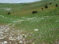 F, Drome, Treschenu-Creyers, Col de Menee 9, Saxifraga-Willem van Kruijsbergen