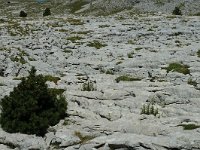 F, Drome, Treschenu-Creyers, Vallon de Combeau 13, Saxifraga-Jan van der Straaten