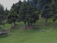 F, Drome, Treschenu-Creyers, Vallon de Combeau 21, Saxifraga-Willem van Kruijsbergen