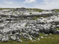 F, Drome, Treschenu-Creyers, Vallon de Combeau 49, Saxifraga-Willem van Kruijsbergen