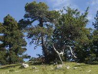 F, Drome, Treschenu-Creyers, Vallon de Combeau 61, Saxifraga-Willem van Kruijsbergen