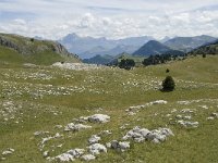 F, Drome, Treschenu-Creyers, Vallon de Combeau 98, Saxifraga-Willem van Kruijsbergen