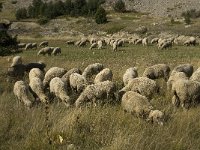 F, Hautes-Alpes, Noyer, Col du Noyer 8, Saxifraga-Jan van der Straaten